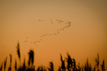Flock of birds migrate to warmer climes in autumn. Defocusedの写真素材