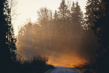 Stunning light rays from rising sun through foggy forest trees in a autumn morning.の写真素材