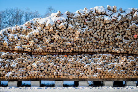 Stacked logs at a lumber mill covered with snow in winter. Defocusedの写真素材