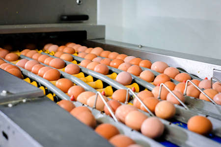 Fresh brown eggs on a transportation line on a modern poulty factory. Defocusedの写真素材
