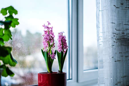 Pink hyacinth blooms in a flowerpot in the apartment on the window sill. Selective focusの写真素材