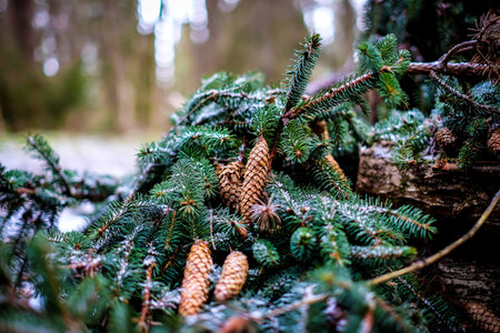 Beautiful spruce cones in the forest in winter. Selective focusの写真素材