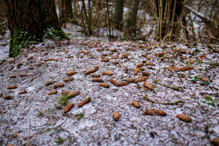 Beautiful spruce cones in the forest in winter. Selective focusの写真素材