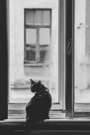 Mood photo. A dark cat is sitting by a window on a windowsill. Selective focus. High quality photoの写真素材