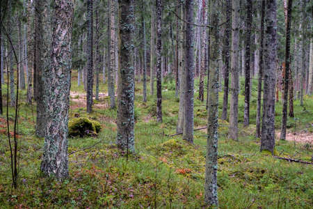 Beautiful green spruce forest in spring. Moss and trees. Selective focusの写真素材