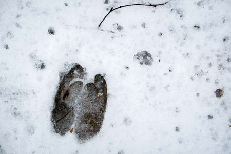 Wild boar footprint in the snow in the forest. Selective focusの写真素材