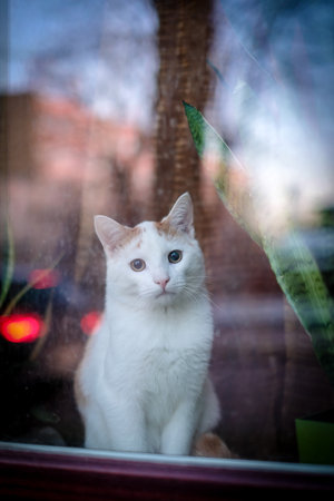 A beautiful white cat sits behind a window and looks outside. Vertical photo. Selective focusの写真素材