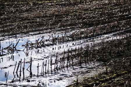 Flooded crop field. Agriculture ground after rain under water. Flooded agriculture fields in a spring. Selective focusの写真素材