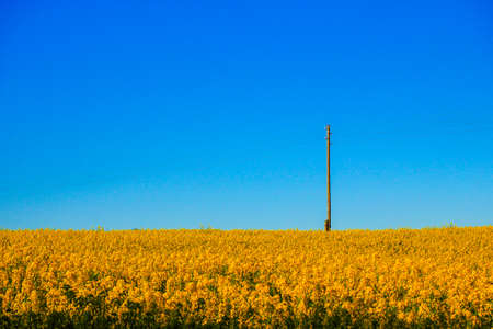 The bright yellow rapeseed field and the clear blue sky in the spring form the colors of the Ukrainian flag. Selective focusの写真素材