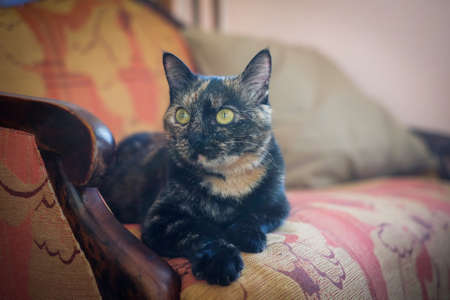 A lazy spotted cat sleeps on a sofa in a sunny room. Defocusedの写真素材