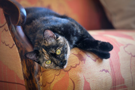 A lazy spotted cat sleeps on a sofa in a sunny room. Defocusedの写真素材