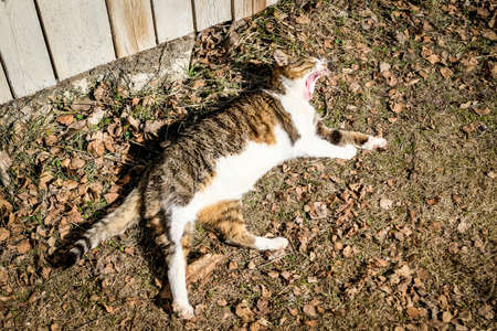 A big beautiful cat is lying on the ground and yawning in the spring. Defocusedの写真素材