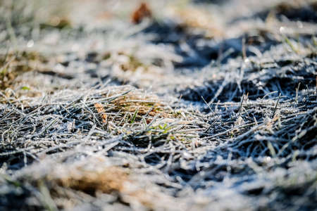 Winter wonderland, morning frost on the grass. Selective focusの写真素材