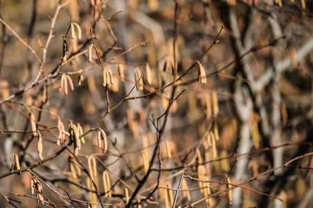 Catkins of common hazel (Corylus avellana). Selective focusの写真素材