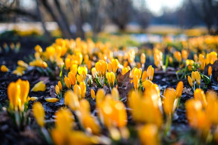 The first beautiful yellow crocuses blooming in the spring garden, in park in sunset. Defocusedの写真素材