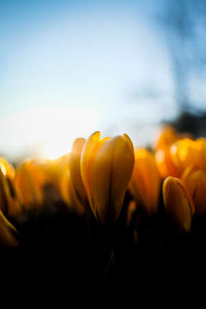 The first beautiful yellow crocuses blooming in the spring garden, in park in sunset. Defocusedの写真素材