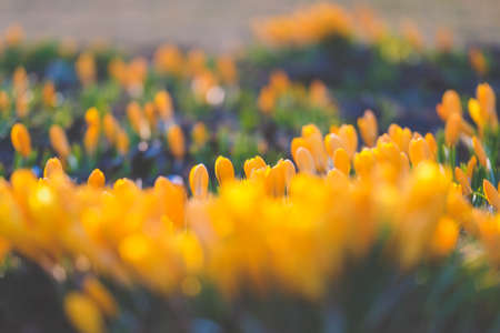 The first beautiful yellow crocuses blooming in the spring garden, in park in sunset. Defocusedの写真素材