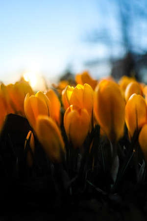 The first beautiful yellow crocuses blooming in the spring garden, in park in sunset. Defocusedの写真素材