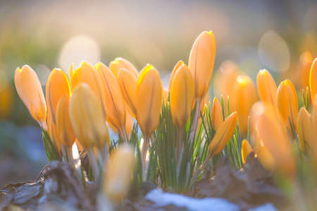 The first beautiful yellow crocuses blooming in the spring garden, in park in sunset. Defocusedの写真素材