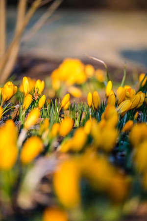 The first beautiful yellow crocuses blooming in the spring garden, in park in sunset. Defocused