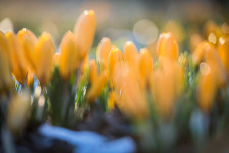 The first beautiful yellow crocuses blooming in the spring garden, in park in sunset. Defocusedの写真素材