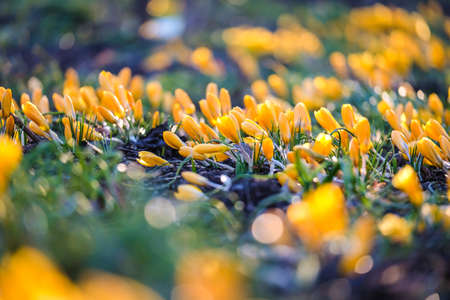 The first beautiful yellow crocuses blooming in the spring garden, in park in sunset. Defocusedの写真素材