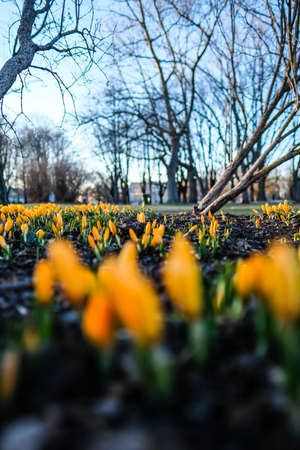 The first beautiful yellow crocuses blooming in the spring garden, in park in sunset. Defocusedの写真素材