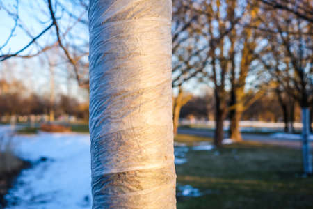 Fruit tree wound by spunbond round against rodents in the spring gardenの写真素材