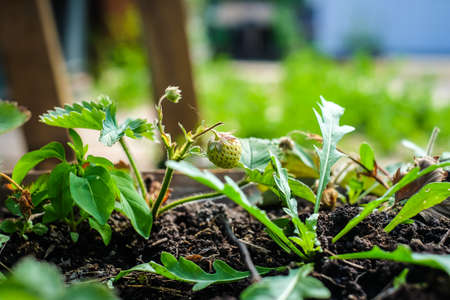 Urban gardening - community garden in center of the city with raised beds. Urban Horticulture. Selective focusの写真素材