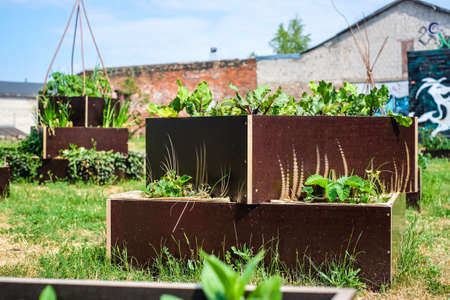 Urban gardening - community garden in center of the city with raised beds. Urban Horticulture. Selective focusの写真素材