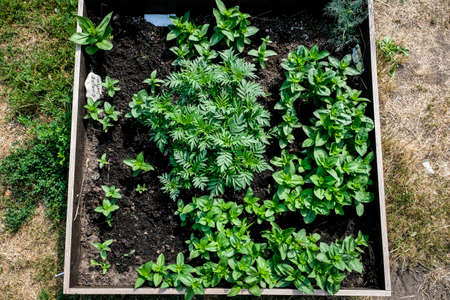 Urban gardening - community garden in center of the city with raised beds. Urban Horticulture. Selective focusの写真素材