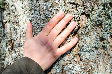 Womans hand touching old tree bark, love nature, World environment day. Ecologyの写真素材