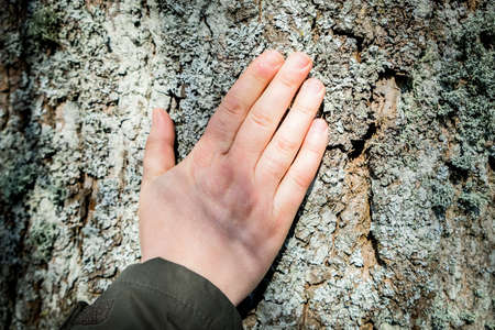 Womans hand touching old tree bark, love nature, World environment day. Ecologyの写真素材