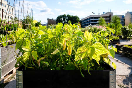 Urban gardening - community garden in center of the city with raised beds. Urban Horticulture. Selective focusの写真素材