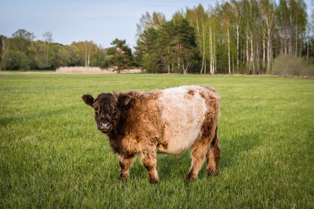 Wild feral cows graze in the meadow in summer. Defocusedの写真素材