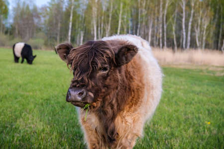Wild feral cows graze in the meadow in summer. Defocusedの写真素材