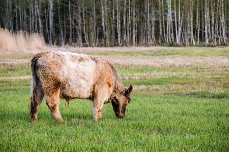 Wild feral cows graze in the meadow in summer. Defocusedの写真素材
