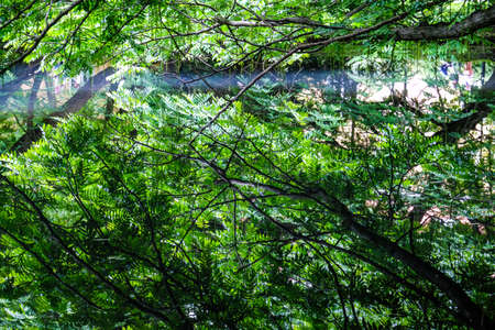 Beautiful Oliwa Park in Gdansk, Poland. Defocusedの写真素材