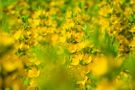 Lysimachia punctata, the dotted loosestrife, large yellow loosestrife, circle flower, or spotted loosestrife, is a flowering plant species in the family Primulaceae. Selective focusの写真素材