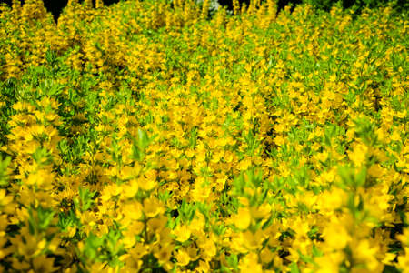 Lysimachia punctata, the dotted loosestrife, large yellow loosestrife, circle flower, or spotted loosestrife, is a flowering plant species in the family Primulaceae. Selective focusの写真素材