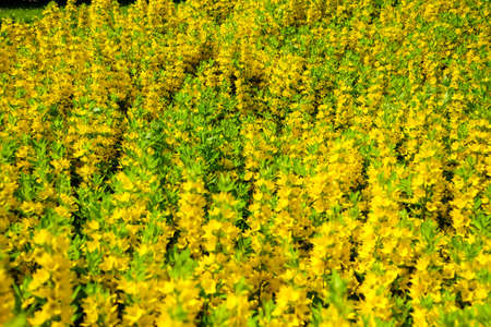 Lysimachia punctata, the dotted loosestrife, large yellow loosestrife, circle flower, or spotted loosestrife, is a flowering plant species in the family Primulaceae. Selective focusの写真素材