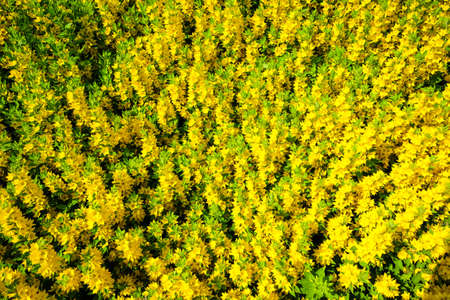 Lysimachia punctata, the dotted loosestrife, large yellow loosestrife, circle flower, or spotted loosestrife, is a flowering plant species in the family Primulaceae. Selective focusの写真素材