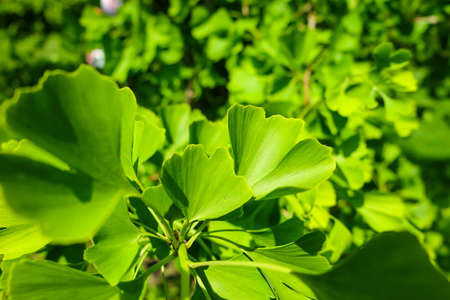 Green leaves of Ginkgo biloba, commonly known as ginkgo. Selective focusの写真素材