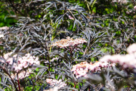 European black elderberry Black Lace with dark and narrow leaves, Sambucus nigra. Defocusedの写真素材