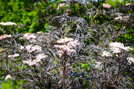 European black elderberry Black Lace with dark and narrow leaves, Sambucus nigra. Defocusedの写真素材