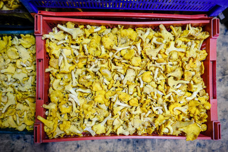 A lot of wild golden chanterelle mushrooms in the box. Mushroom picking. Defocusedの写真素材