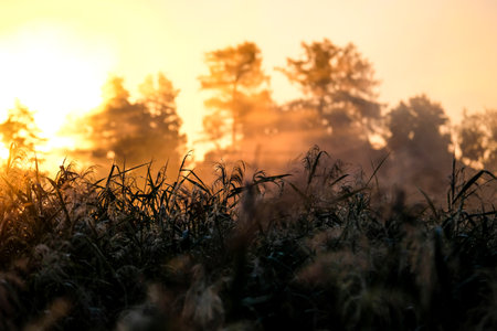 Very beautiful sunrise in summer over a foggy lake. Early morning in summer in nature. Defocusedの写真素材