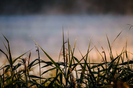 Very beautiful sunrise in summer over a foggy lake. Early morning in summer in nature. Defocusedの写真素材