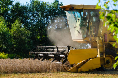 Combine harvester harvests ripe wheat. Agriculture. Selective focus