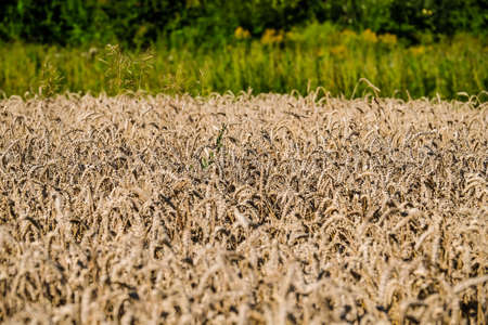 A beautiful ripe wheat field in the summer at sunset, defocusedの写真素材